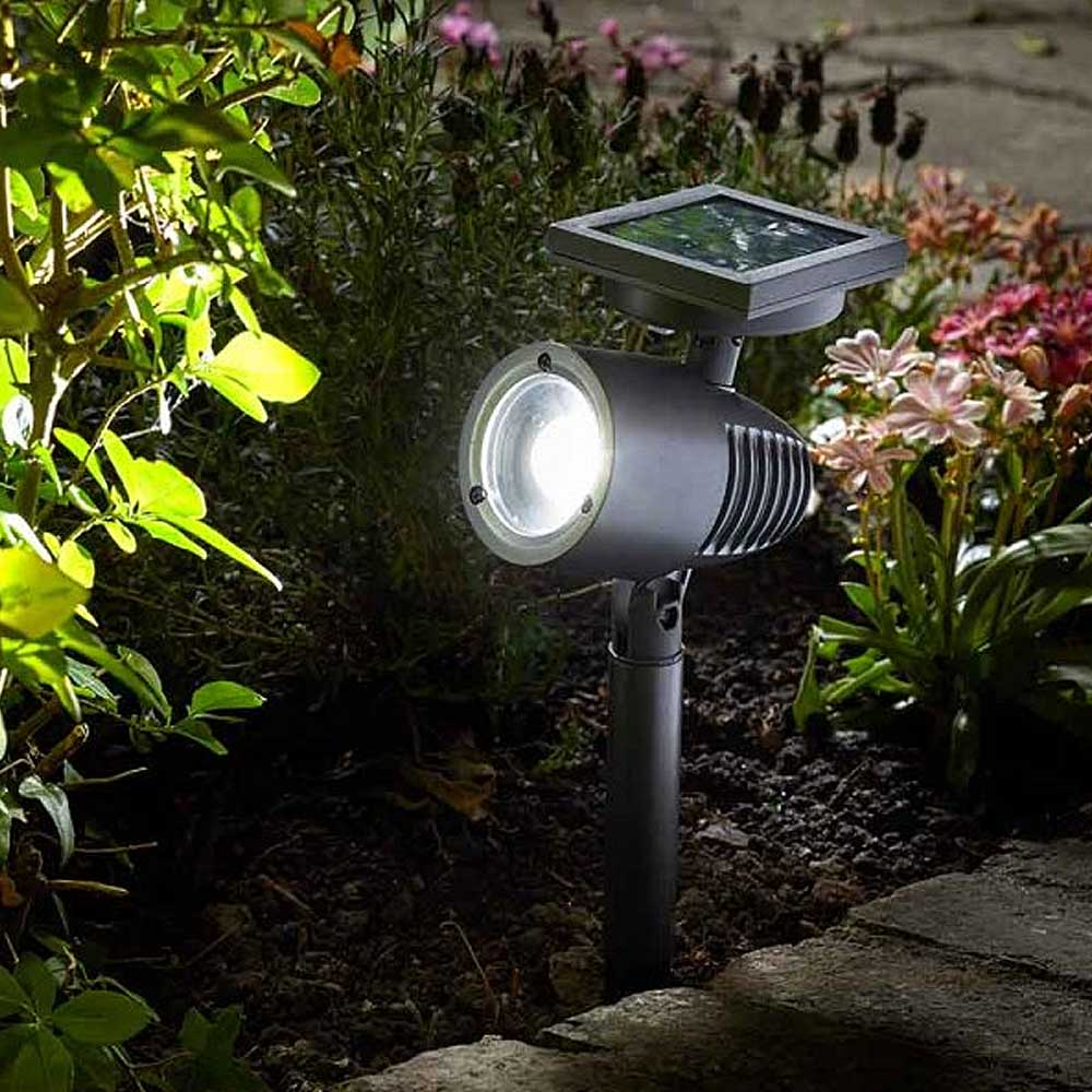 Alpha 365 Solar Spotlight in Garden highlighting a shrub