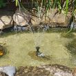 Small Solar Pond Fountain showing fountain head connected to pump