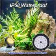 Solar Pond Lights | Underwater Pond Lighting | PowerBee (3 Lights Set)