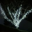 Outdoor Fairy Lights Connectable Black Cable on tree branch close up
