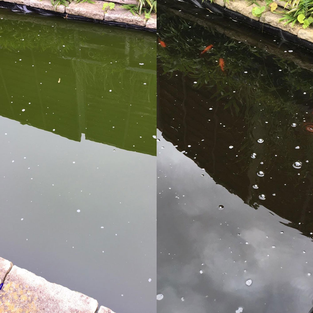 Pond Cleaning Treatments