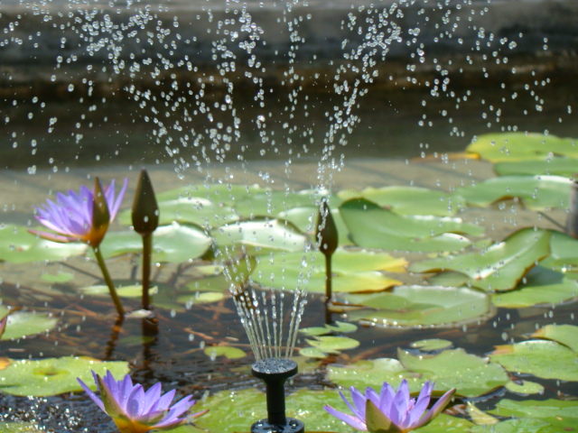 solar fountain Add a feature to your garden