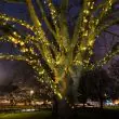 ConnectGo 5m Extra Led String Lights on tree