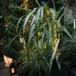 ConnectGo Firefly Lights showing silver wire
