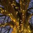 Fairy Lights Connectable Dark Green Cable on tree at Christmas time