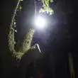 Full beam at night from a tree mount