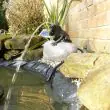 Solar Frog Pond Spitter on Rock