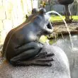 Solar Frog Pond Spitter on Rock