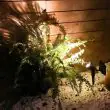 Solar LED Landscape Spotlight – 140 Lumen, 160° Wide Beam – Lifestyle