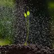 Solar Powered Greenhouse Watering System